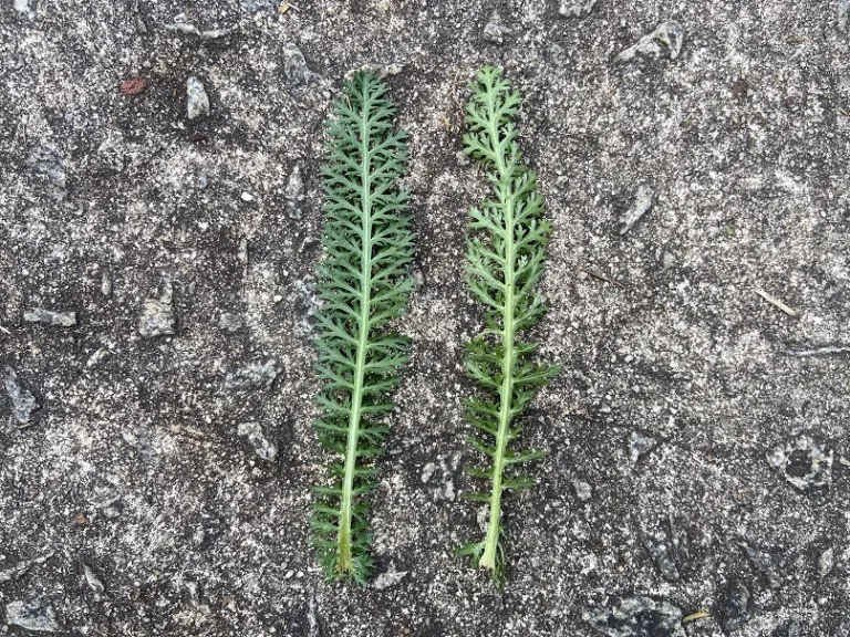 Achillea (Summer Pastels Group) leaf front and back