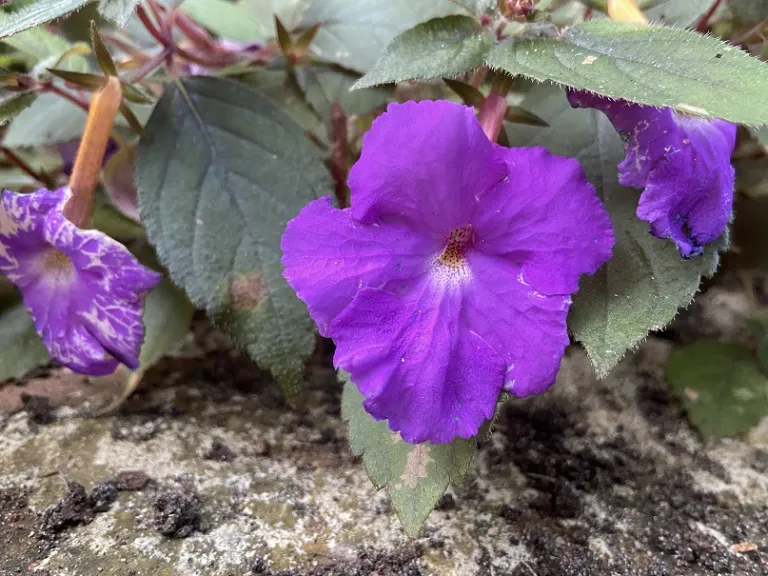 Achimenes 'Purple King flower
