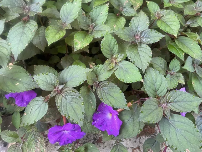 Achimenes 'Purple King' foliage