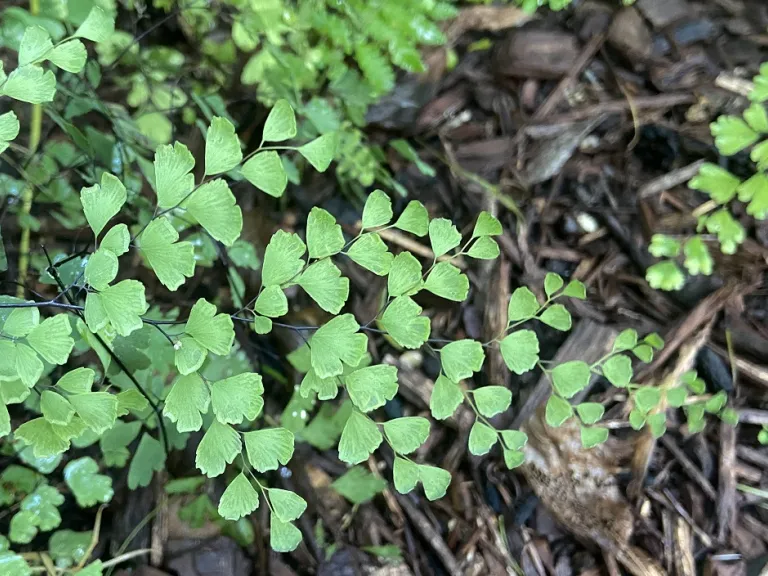 Adiantum × mairisii back of frond