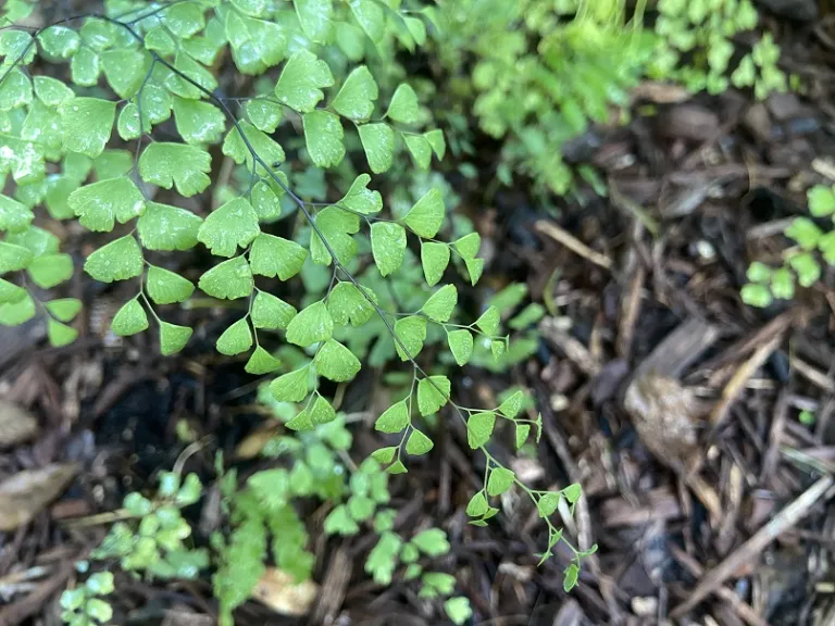 Adiantum ×mairisii fronds