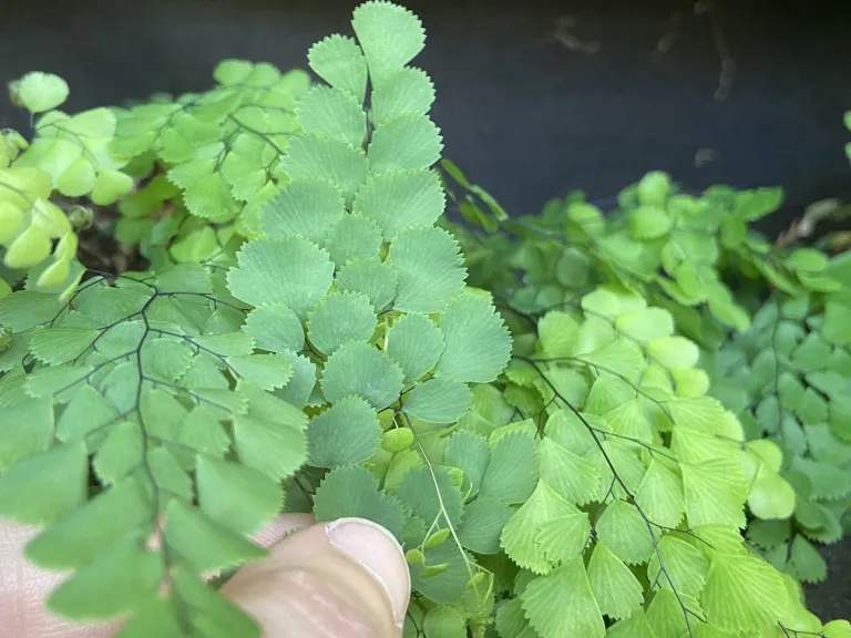 Adiantum venustum back of frond