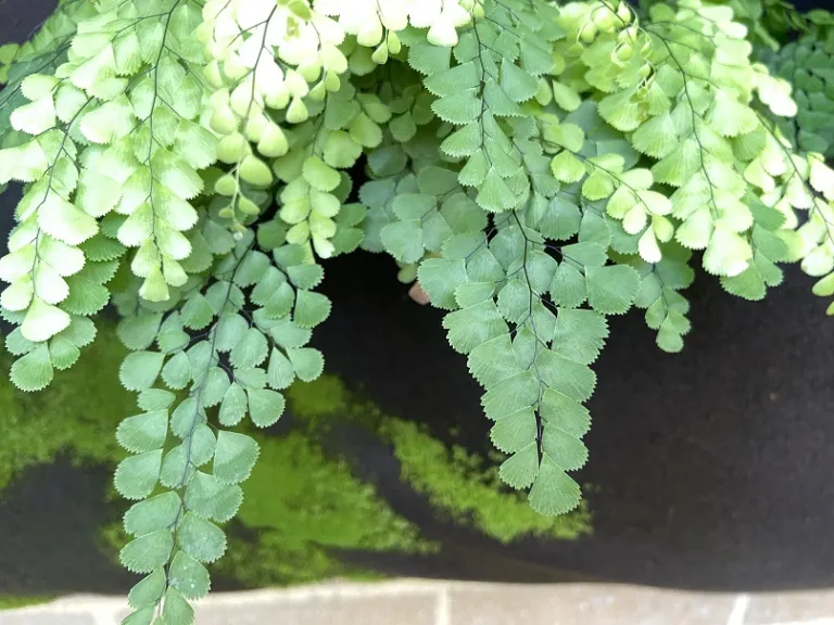Adiantum venustum fronds