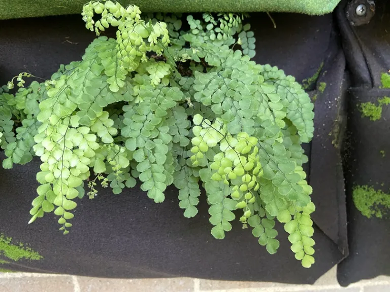 Adiantum venustum habit
