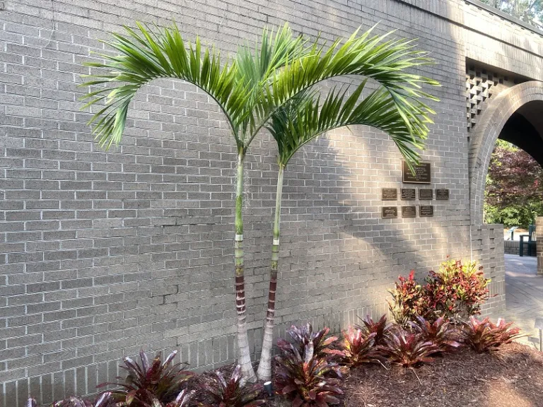 Adonidia merrillii habit