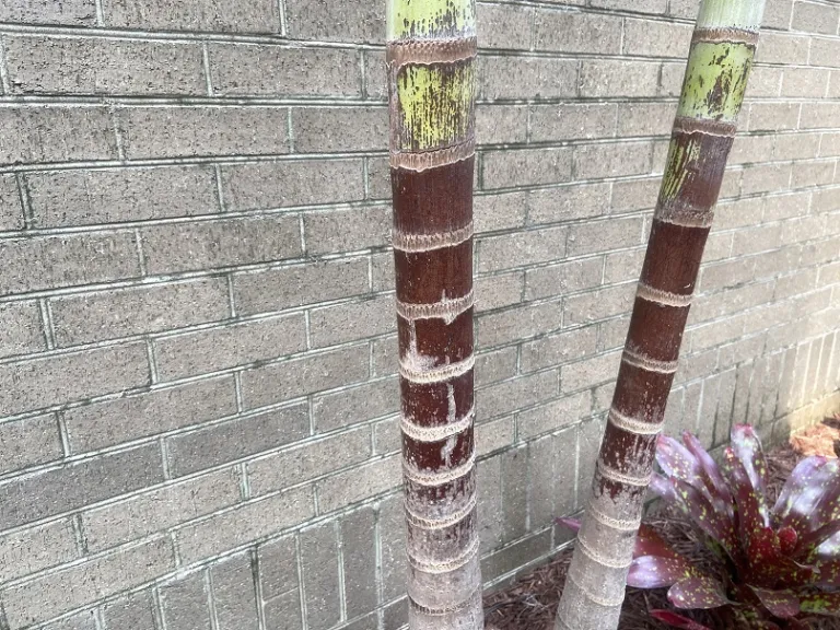 Adonidia merrillii trunk