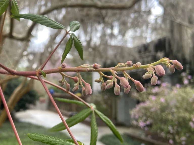 Aesculus pavia flower buds