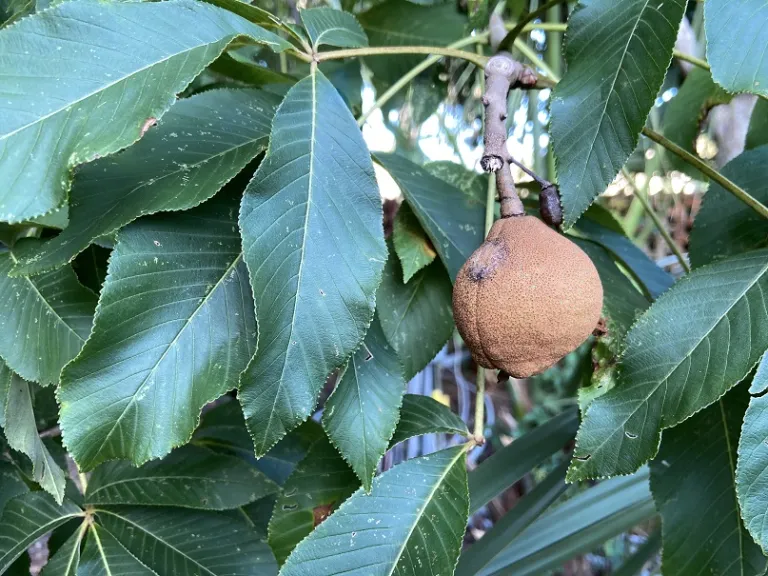 Aesculus pavia fruit