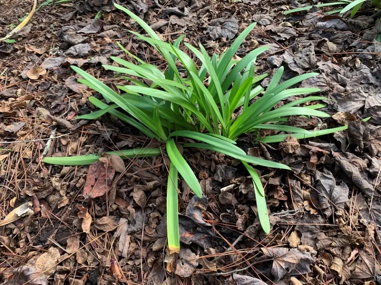 Agapanthus 'MDB001' (Ever Twilight™) foliage