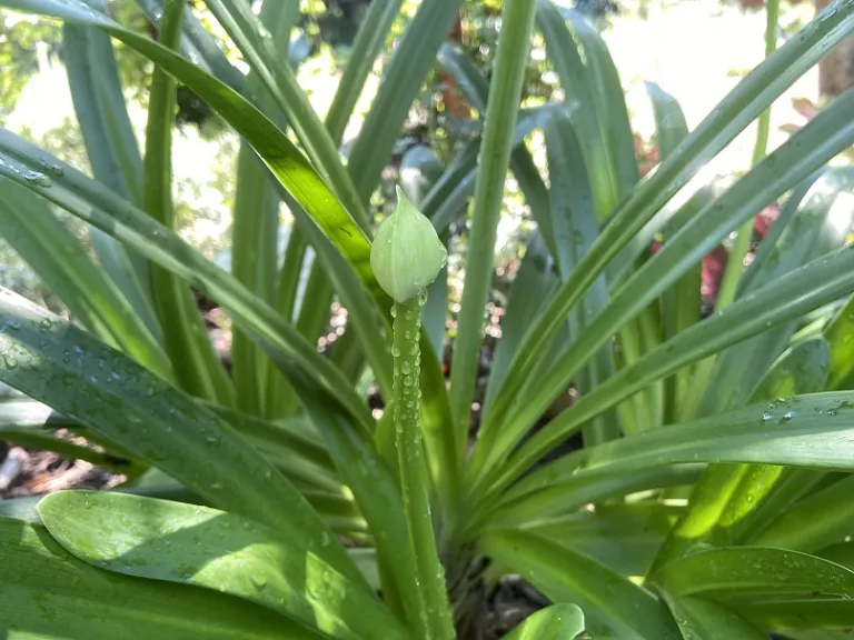 Agapanthus praecox subsp. orientalis 'PMN06' (Queen Mum™) early flower stem