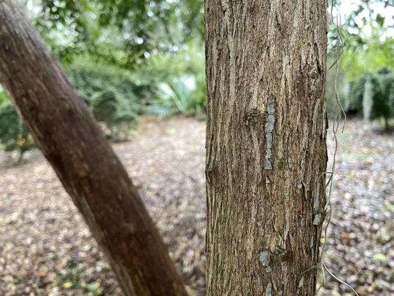 Agarista populifolia bark