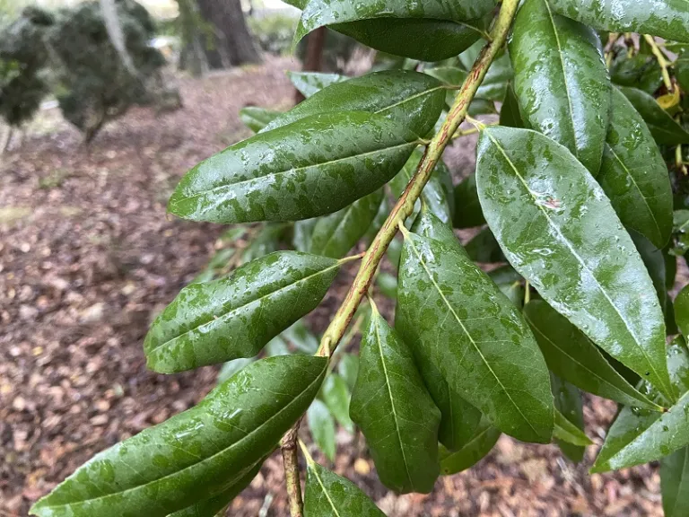 Agarista populifolia foliage
