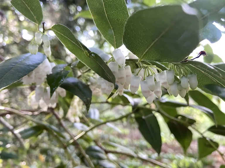 Agarista populifolia flowers