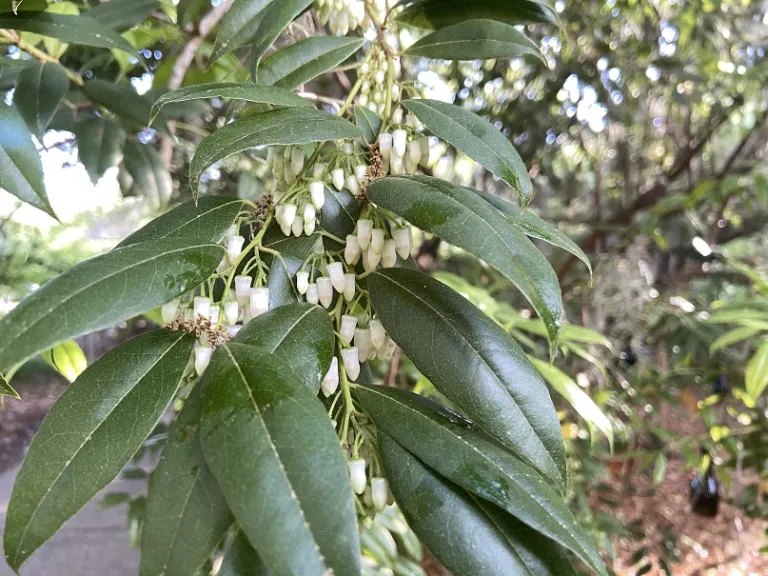 Agarista populifolia flowers