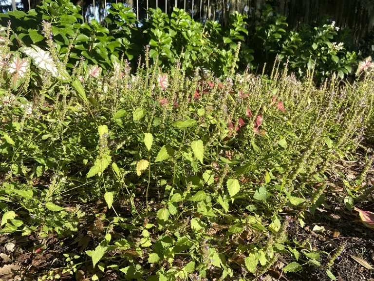 Agastache rugosa 'Little Adder' flowering habit