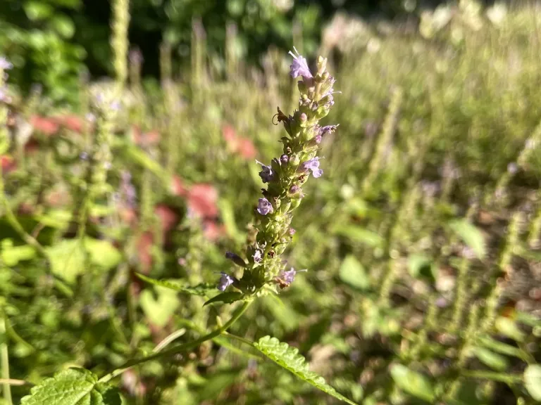 Agastache rugosa 'Little Adder' flowers