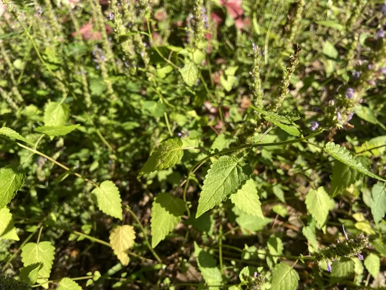 Agastache rugosa 'Little Adder' foliage