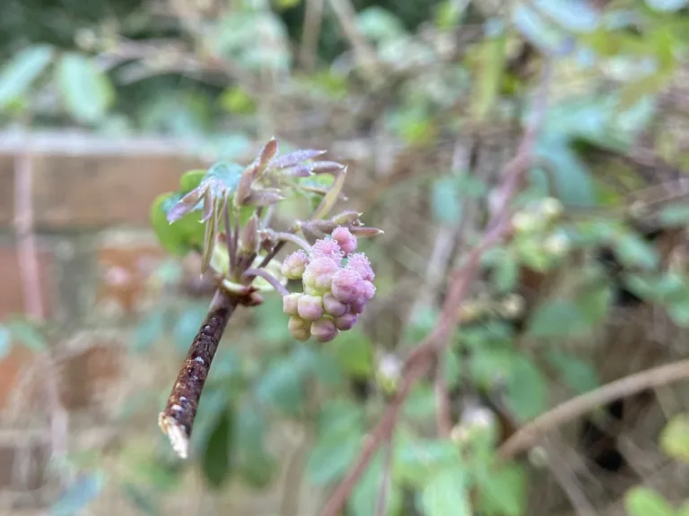 Akebia quinata flower buds