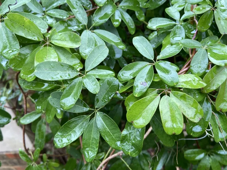 Akebia quinata foliage