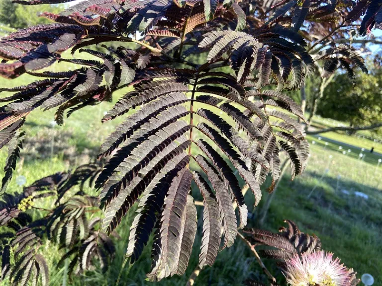 Albizia julibrissin 'Summer Chocolate' leaf