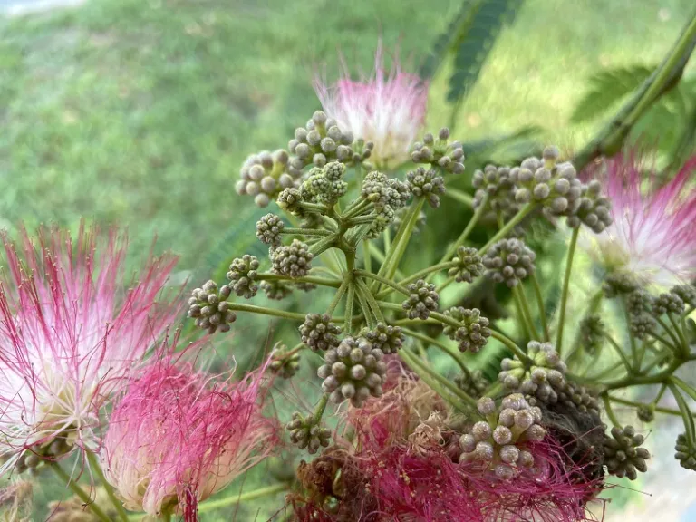 Albizia julibrissin flower buds