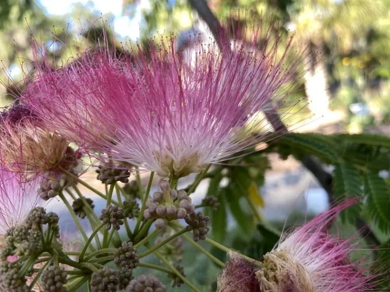 Albizia julibrissin flower close up