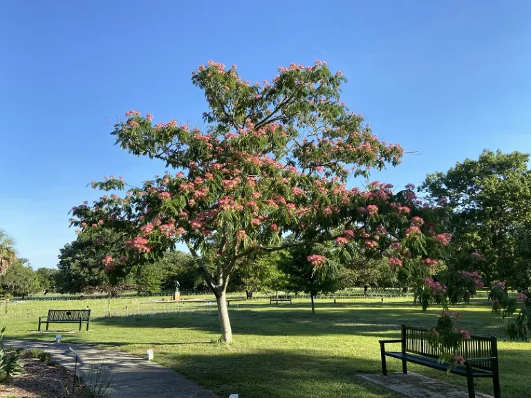 Albizia julibrissin habit