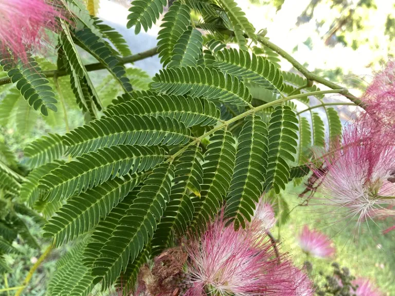 Albizia julibrissin leaf