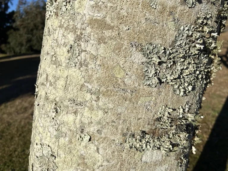 Albizia julibrissin bark
