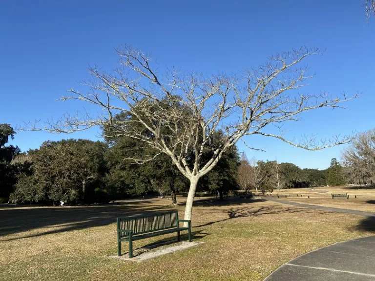 Albizia julibrissin winter habit