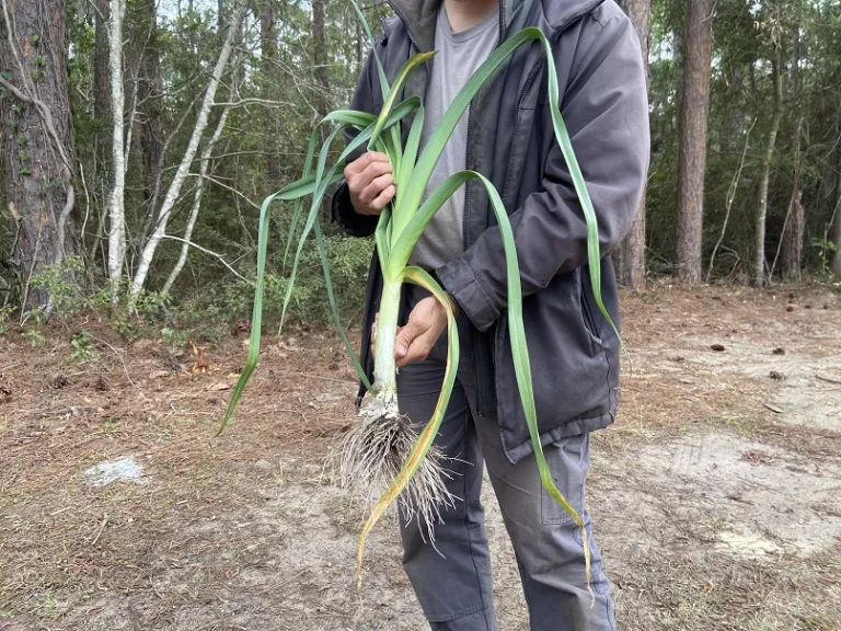 Allium ampeloprasum 'King Richard' plant