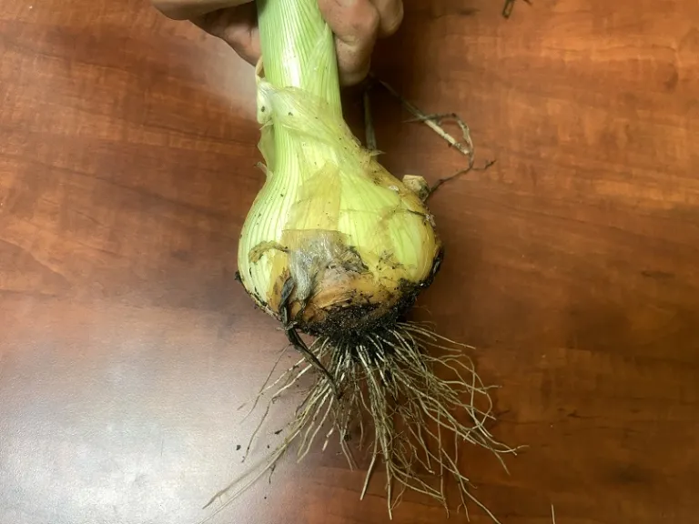 Allium cepa 'Walla Walla Sweet' bulb