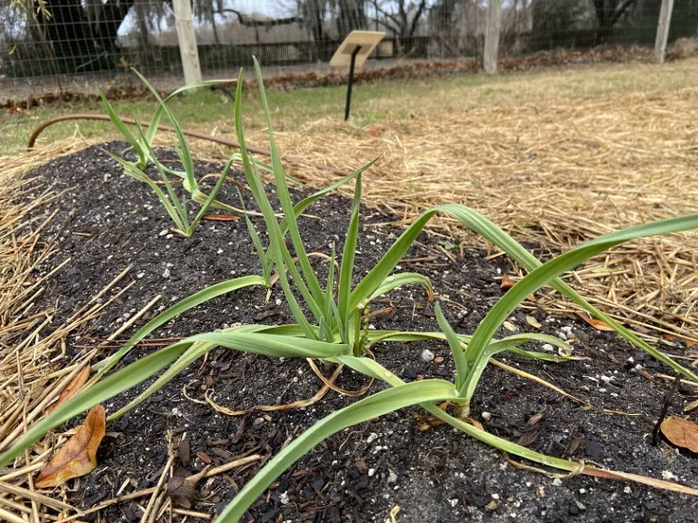 Allium sativum 'Inchelium Red' habit