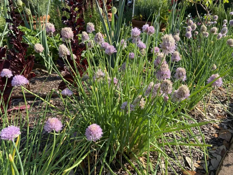 Allium schoenoprasum flowering habit