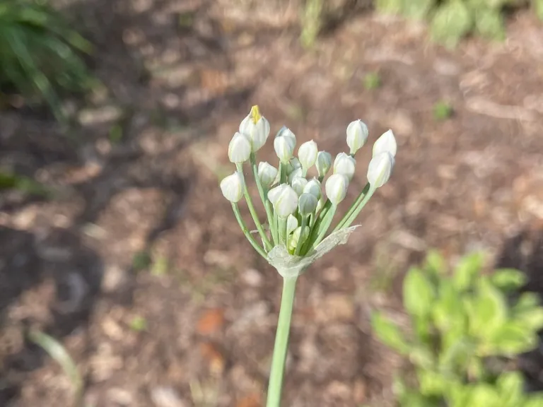 Allium tuberosum flower bud