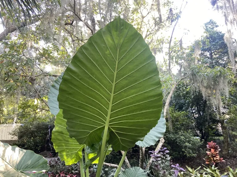 Alocasia 'Calidora' back of leaf