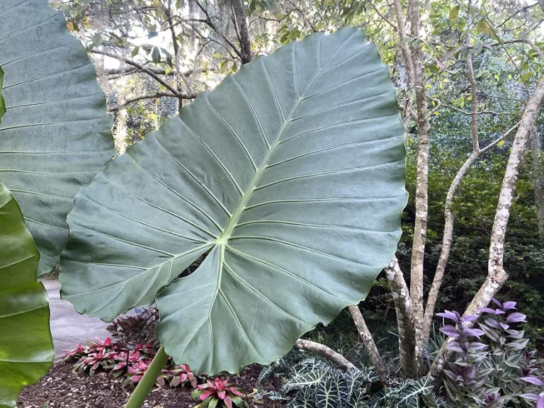 Alocasia 'Calidora' front of leaf