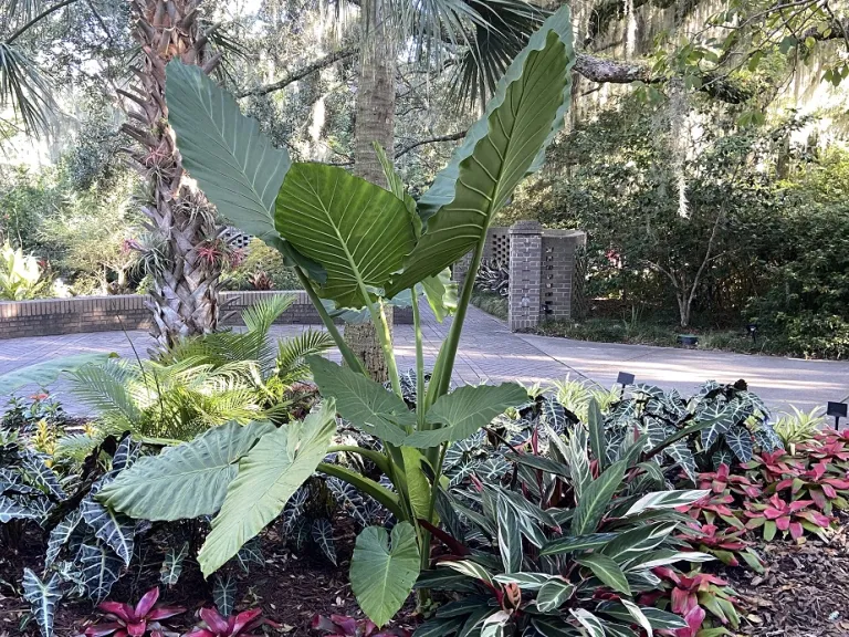 Alocasia 'Calidora' habit