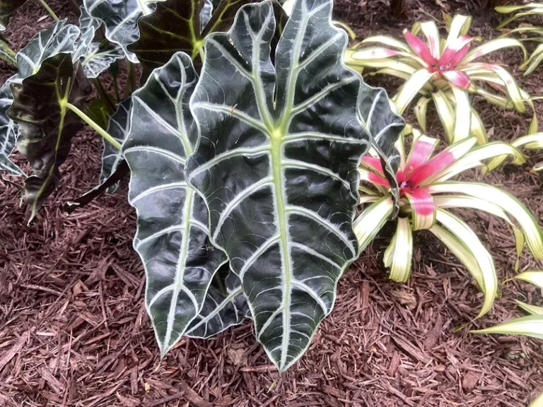 Alocasia ×amazonica 'Polly' foliage