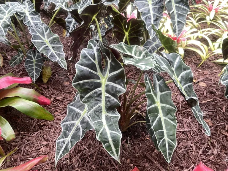 Alocasia × amazonica 'Polly' habit