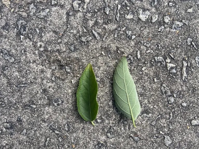 Aloysia virgata leaf front and back