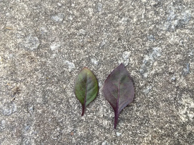Alternanthera 'Wesalchochi' (FanciFillers™ Choco Chili®) variation in leaf