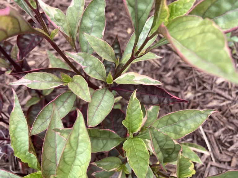 Alternanthera dentata 'Brazilian Red Hots' foliage