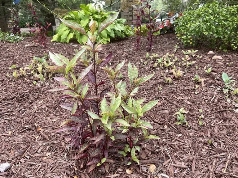 Alternanthera dentata 'Brazilian Red Hots' habit