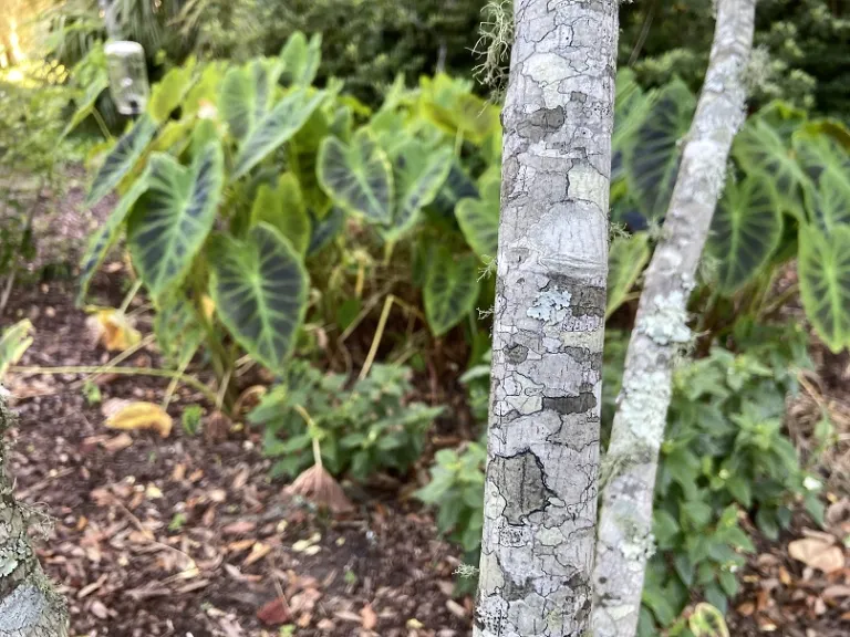 Amelanchier × grandiflora 'Autumn Brilliance' bark