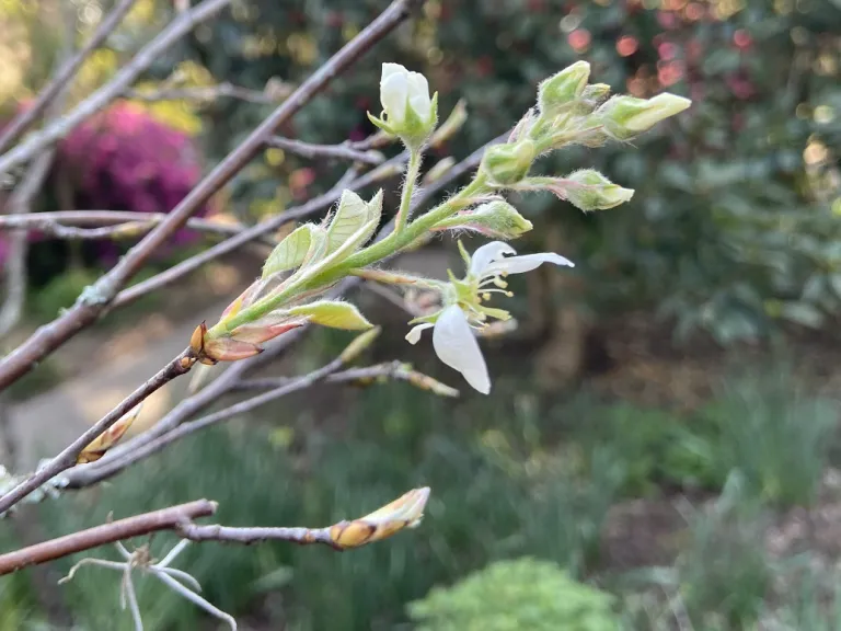 Amelanchier ×grandiflora 'Autumn Brilliance' flower buds and new leaves