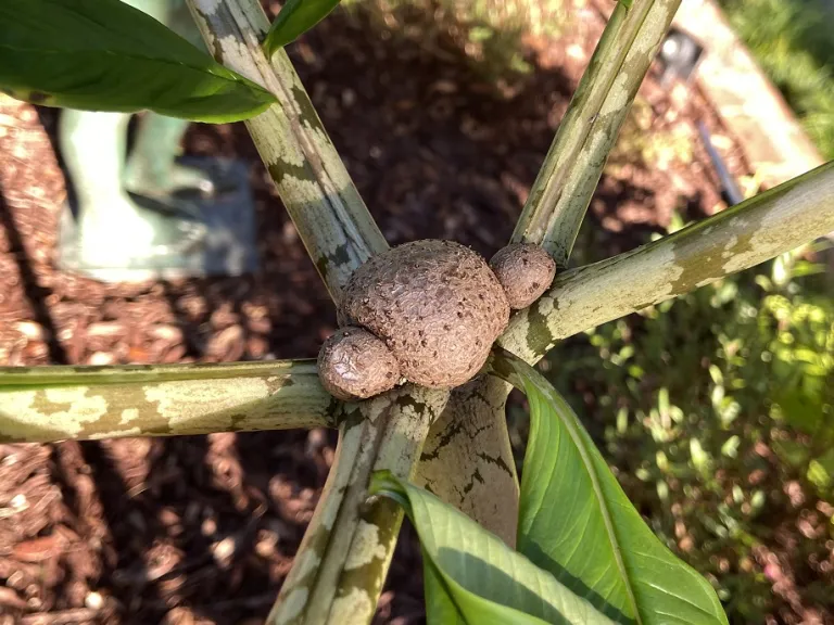 Amorphophallus bulbifer bulbils