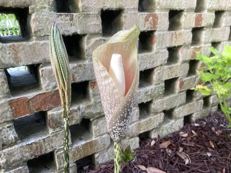 Amorphophallus bulbifer flower