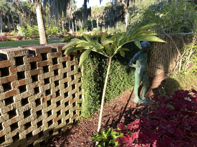 Amorphophallus bulbifer foliage