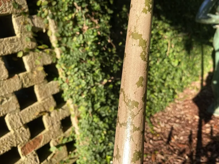 Amorphophallus bulbifer petiole